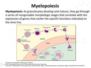Granules in Neutrophils: Primary granules: promyelocyte stage , Secondary granules: myelocyte stage and predominate therafter
Myelopoiesis
Myelopoiesis: As granulocytes develop and mature, they go through
a series of recognizable morphologic stages that correlate with the
expression of genes that confer the specific functions indicated on
the time line.
HSC, hematopoietic stem cell; PMN, polymorphonuclear leukocyte.
Life span of neutrophil in Blood is 6-10 hours
 