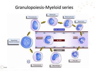 Granulopoiesis-Myeloid series
 