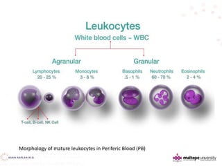 Morphology of mature leukocytes in Periferic Blood (PB)
 
