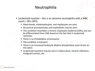  Leukemoid reaction – this is an extreme neutrophilia with a WBC
count > 30 x 109/L
 Many bands, metamyelocytes, and myelocytes are seen
 Occasional promyelocytes and myeloblasts may be seen.
 This condition resembles a chronic myelocytic leukemia (CML), but can
be differentiated from CML based on the fact that in leukemoid
reactions:
 There is no Philadelphia chromosome
 The condition is transient
 There is an increased leukocyte alkaline phosphatase score (more on
this later)
 Leukemoid reactions may be seen in tuberculosis, chronic infections,
malignant tumors, etc.
Neutrophilia
 