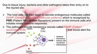 Due to tissue injury, bacteria and other pathogens takes their entry on to
the injured site:
 The host cells will then begin to secrete endogenous molecules called
DAMP (Danger associated molecular patterns) which is recognized by
PRR (Pattern Recognition Receptors) present on the immune cells and
initiates innate immune responses.
 The pathogen provide exogenous signals called PAMP (Pattern
associated molecular patterns) recognized by PRR that would alert the
immune system to the presence of pathogen.
 