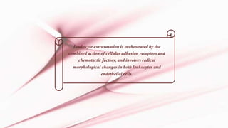 Leukocyte extravasation is orchestrated by the
combined action of cellular adhesion receptors and
chemotactic factors, and involves radical
morphological changes in both leukocytes and
endothelial cells.
 