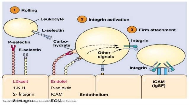 Leukocyte Extravasation - 
