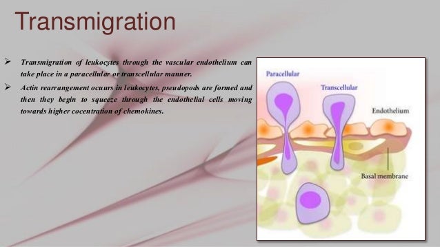 Leukocyte extravasation