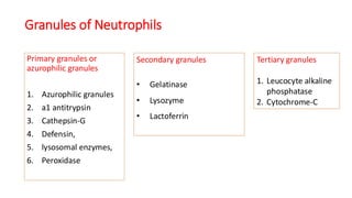 Leukocyte Formation, Functions, and the Reticuloendothelial system (1).pdf