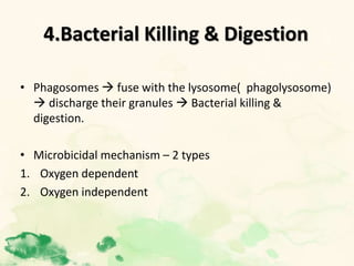4.Bacterial Killing & Digestion
• Phagosomes  fuse with the lysosome( phagolysosome)
 discharge their granules  Bacterial killing &
digestion.
• Microbicidal mechanism – 2 types
1. Oxygen dependent
2. Oxygen independent
 