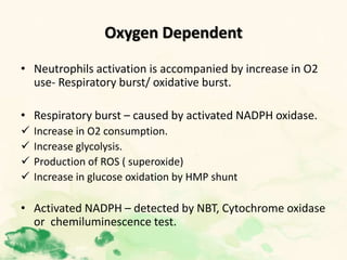 Oxygen Dependent
• Neutrophils activation is accompanied by increase in O2
use- Respiratory burst/ oxidative burst.
• Respiratory burst – caused by activated NADPH oxidase.
 Increase in O2 consumption.
 Increase glycolysis.
 Production of ROS ( superoxide)
 Increase in glucose oxidation by HMP shunt
• Activated NADPH – detected by NBT, Cytochrome oxidase
or chemiluminescence test.
 