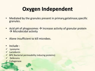 Oxygen Independent
• Mediated by the granules present in primary,gelatinase,specific
granules.
• Acid pH of phagosomes  Increase activity of granular protein
 Microbicidal activity
• Alone insufficient to kill microbes.
• Include :
 Lysozyme
 Lactoferrin
 BPI( Bacterial permeability inducing proteins)
 Defensins
 Collagenase
 