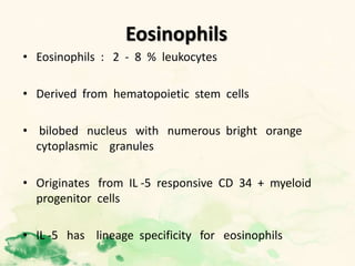 Eosinophils
• Eosinophils : 2 - 8 % leukocytes
• Derived from hematopoietic stem cells
• bilobed nucleus with numerous bright orange
cytoplasmic granules
• Originates from IL -5 responsive CD 34 + myeloid
progenitor cells
• IL -5 has lineage specificity for eosinophils
 