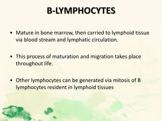 B-LYMPHOCYTES
• Mature in bone marrow, then carried to lymphoid tissue
via blood stream and lymphatic circulation.
• This process of maturation and migration takes place
throughout life.
• Other lymphocytes can be generated via mitosis of B
lymphocytes resident in lymphoid tissues
 