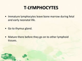 T-LYMPHOCYTES
• Immature lymphocytes leave bone marrow during fetal
and early neonatal life.
• Go to thymus gland.
• Mature there before they go on to other lymphoid
tissues.
 