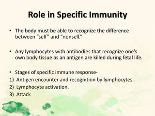 Role in Specific Immunity
• The body must be able to recognize the difference
between “self” and “nonself.”
• Any lymphocytes with antibodies that recognize one’s
own body tissue as an antigen are killed during fetal life.
• Stages of specific immune response-
1) Antigen encounter and recognition by lymphocytes.
2) Lymphocyte activation.
3) Attack
 