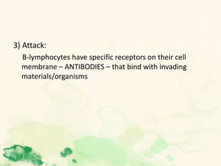 3) Attack:
B-lymphocytes have specific receptors on their cell
membrane – ANTIBODIES – that bind with invading
materials/organisms
 