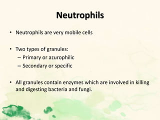 Neutrophils
• Neutrophils are very mobile cells
• Two types of granules:
– Primary or azurophilic
– Secondary or specific
• All granules contain enzymes which are involved in killing
and digesting bacteria and fungi.
 