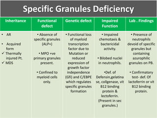 Specific Granules Deficiency
Inheritance Functional
defect
Genetic defect Impaired
Function
Lab . Findings
• AR
• Acquired
form
 Thermally
injured Pt.
 MDS
• Absence of
specific granules
(ALP+)
• MPO +ve
primary granules
present.
• Confined to
myeloid cells
only.
• Functional loss
of myeloid
transcription
factor due to
Mutation or
reduced
expression of
growth factor
independence
(Gfi) and C/EBPE
which regulates
specific granules
formation
• Impaired
chemotaxis &
bactericidal
activity.
• Bilobed nuclei
in neutrophils.
•Def. of
Defensin,gelatina
se, collgenase, vit
B12 binding
protein &
lectoferrin.
(Present in sec
granules.)
• Presence of
neutrophils
devoid of specific
granules but
containing
azurophilic
granules on PB.
• Confirmatory
test- def. Of
lactoferrin or vit
B12 binding
protein.
 