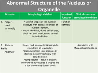 Abnormal Structure of the Nucleus or
Organelle
Disorder Morphological defect Impaired
function
Clinical course or
associated condition
1. Pelger –
Huet
Anomaly
• Distinct shapes of the nuclei of
leukocyte with decrease number of
nuclear segment.
• Nuclei –Rod like , dumb bell shaped,
pinch nez with small, round or oval
individual lobes.
Function
normally
2. Alder –
Reilly
Anomaly
• Large, dark azurophilic & basophilic
granules in all leukocytes.
•Distinguish from toxic granules by
staining metachrmoatically with
toluidine blue.
• Lymphocytes – occur in clusters
surrounded by vacuoles & shaped like
a dot or comma ( Gasser’s cell)
Associated with
Mucopolysaccharidosis
 