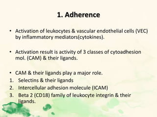 1. Adherence
• Activation of leukocytes & vascular endothelial cells (VEC)
by inflammatory mediators(cytokines).
• Activation result is activity of 3 classes of cytoadhesion
mol. (CAM) & their ligands.
• CAM & their ligands play a major role.
1. Selectins & their ligands
2. Intercellular adhesion molecule (ICAM)
3. Beta 2 (CD18) family of leukocyte integrin & their
ligands.
 
