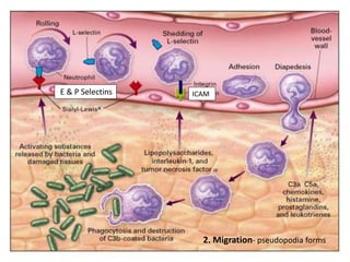 2. Migration- pseudopodia forms
ICAM
E & P Selectins
 