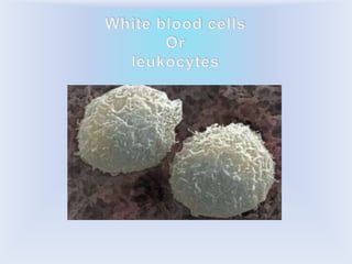 White blood cellsOrleukocytes