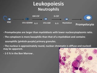Leukopoiesis
Neutrophils
HSC CFU-GEMM CFU-GM
GM-CSF
IL-3
G-CSF
IL-3 Myeloblast
Promyelocyte
- Promyelocytes are larger than myeloblasts with lower nucleocytoplasmic ratio.
- The cytoplasm is more basophilic than that of a myeloblast and contains
azurophilic (pinkish-purple) primary granules.
- The nucleus is approximately round, nuclear chromatin is diffuse and nucleoli
may be apparent.
- 1-5 % in the Bon Marrow .
 
