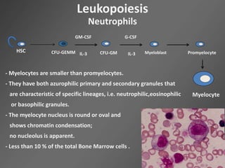 Leukopoiesis
Neutrophils
HSC CFU-GEMM CFU-GM
GM-CSF
IL-3
G-CSF
IL-3 Myeloblast Promyelocyte
Myelocyte
- Myelocytes are smaller than promyelocytes.
- They have both azurophilic primary and secondary granules that
are characteristic of specific lineages, i.e. neutrophilic,eosinophilic
or basophilic granules.
- The myelocyte nucleus is round or oval and
shows chromatin condensation;
no nucleolus is apparent.
- Less than 10 % of the total Bone Marrow cells .
 
