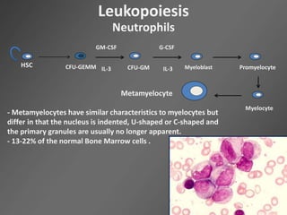 Leukopoiesis
Neutrophils
HSC CFU-GEMM CFU-GM
GM-CSF
IL-3
G-CSF
IL-3 Myeloblast Promyelocyte
Myelocyte
Metamyelocyte
- Metamyelocytes have similar characteristics to myelocytes but
differ in that the nucleus is indented, U-shaped or C-shaped and
the primary granules are usually no longer apparent.
- 13-22% of the normal Bone Marrow cells .
 