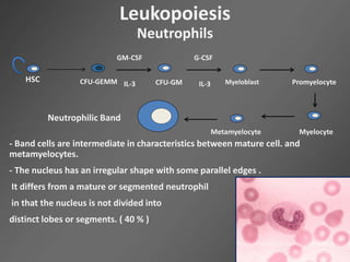 Leukopoiesis
Neutrophils
HSC CFU-GEMM CFU-GM
GM-CSF
IL-3
G-CSF
IL-3 Myeloblast Promyelocyte
MyelocyteMetamyelocyte
Neutrophilic Band
- Band cells are intermediate in characteristics between mature cell. and
metamyelocytes.
- The nucleus has an irregular shape with some parallel edges .
It differs from a mature or segmented neutrophil
in that the nucleus is not divided into
distinct lobes or segments. ( 40 % )
 