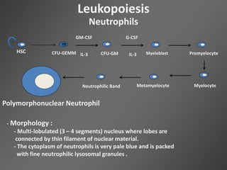 Leukopoiesis
Neutrophils
HSC CFU-GEMM CFU-GM
GM-CSF
IL-3
G-CSF
IL-3 Myeloblast Promyelocyte
MyelocyteMetamyelocyteNeutrophilic Band
Polymorphonuclear Neutrophil
- Morphology :
- Multi-lobulated (3 – 4 segments) nucleus where lobes are
connected by thin filament of nuclear material.
- The cytoplasm of neutrophils is very pale blue and is packed
with fine neutrophilic lysosomal granules .
 