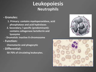 Leukopoiesis
Neutrophils
- Granules:
1. Primary: contains myeloperoxidase, acid
phosphatase and acid hydrolases
2. Secondary / specific (predominant):
contains collagenase lactoferrin and
lysozyme
- Drumstick: inactive X-chromosome
- Function:
Chemotactic and phagocytic
- Differential:
50-70% of circulating leukocytes.
 