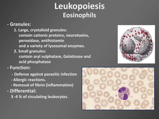 Leukopoiesis
Eosinophils
- Granules:
1. Large, crystalloid granules:
contain cationic proteins, neurotoxins,
peroxidase, antihistamin
and a variety of lysosomal enzymes.
2. Small granules:
contain aryl sulphatase, Gelatinase and
acid phosphatase
- Function:
- Defense against parasitic infection
- Allergic reactions.
- Removal of fibrin (inflammation)
- Differential:
3 -4 % of circulating leukocytes.
 