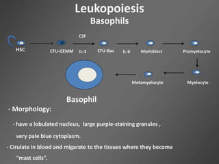 Leukopoiesis
Basophils
HSC CFU-GEMM CFU-Bas
CSF
IL-3 IL-6 Myeloblast Promyelocyte
MyelocyteMetamyelocyte
Basophil
- Morphology:
- have a lobulated nucleus, large purple-staining granules ,
very pale blue cytoplasm.
- Cirulate in blood and migarate to the tissues where they become
“mast cells”.
 