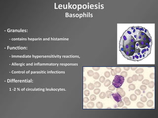 - Granules:
- contains heparin and histamine
- Function:
- Immediate hypersensitivity reactions,
- Allergic and inflammatory responses
- Control of parasitic infections
- Differential:
1 -2 % of circulating leukocytes.
Leukopoiesis
Basophils
 