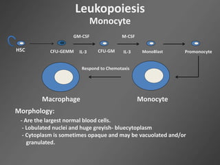 Leukopoiesis
Monocyte
HSC CFU-GEMM CFU-GM
GM-CSF
IL-3
M-CSF
IL-3 MonoBlast Promonocyte
MonocyteMacrophage
Respond to Chemotaxis
Morphology:
- Are the largest normal blood cells.
- Lobulated nuclei and huge greyish- bluecytoplasm
- Cytoplasm is sometimes opaque and may be vacuolated and/or
granulated.
 