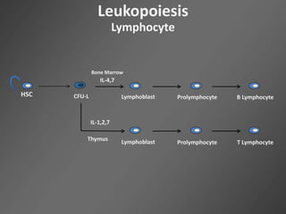 Leukopoiesis
Lymphocyte
HSC CFU-L
IL-4,7
ProlymphocyteLymphoblast B Lymphocyte
ProlymphocyteLymphoblast
IL-1,2,7
T Lymphocyte
Bone Marrow
Thymus
 