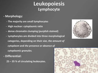 Leukopoiesis
Lymphocyte
- Morphology:
- The majority are small lymphocytes
- High nuclear: cytoplasmic ratio
- dense chromatin clumping (purplish stained)
- Lymphocytes are divided into three morphological
categories, depending on their size, the amount of
cytoplasm and the presence or absence of
cytoplasmic granules.
- Differential:
25 – 35 % of circulating leukocytes.
 
