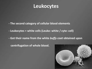 Leukocytes
- The second category of cellular blood elements
- Leukocytes ≈ white cells (Leuko: white / cyte: cell)
- Got their name from the white buffy coat obtained upon
centrifugation of whole blood.
 