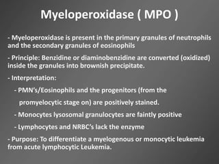 Myeloperoxidase ( MPO )
- Myeloperoxidase is present in the primary granules of neutrophils
and the secondary granules of eosinophils
- Principle: Benzidine or diaminobenzidine are converted (oxidized)
inside the granules into brownish precipitate.
- Interpretation:
- PMN’s/Eosinophils and the progenitors (from the
promyelocytic stage on) are positively stained.
- Monocytes lysosomal granulocytes are faintly positive
- Lymphocytes and NRBC’s lack the enzyme
- Purpose: To differentiate a myelogenous or monocytic leukemia
from acute lymphocytic Leukemia.
 