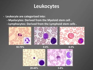 - Leukocyte are categorized into:
- Myelocytes: Derived from the Myeloid stem cell .
- Lymphocytes: Derived from the Lymphoid stem cells .
Leukocytes
50-70% 0-4% 0-3%
20-40% 3-8%
 