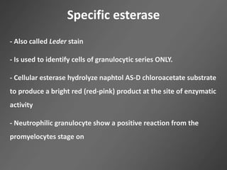 Specific esterase
- Also called Leder stain
- Is used to identify cells of granulocytic series ONLY.
- Cellular esterase hydrolyze naphtol AS-D chloroacetate substrate
to produce a bright red (red-pink) product at the site of enzymatic
activity
- Neutrophilic granulocyte show a positive reaction from the
promyelocytes stage on
 