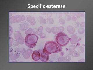 Specific esterase
 