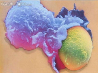 Leukocytes - Advance Hematology 