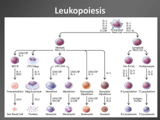 Leukopoiesis
 