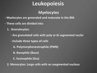 - Myelocytes are generated and maturate in the BM.
- These cells are divided into:
1. Granulocytes:
- Are granulated cells with poly or bi segmented nuclei
- Include three types of cells
A. Polymorphoneutrophile (PMN)
B. Basophile (Baso)
C. Eosinophile (Eos)
2. Monocytes: Large cells with an asegmented nucleus
Leukopoiesis
Myelocytes
 