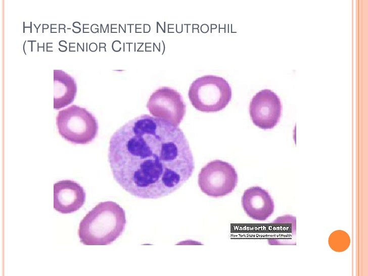Leukocytes slides