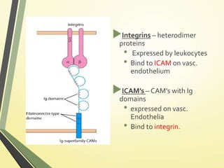 Leukocyte trafficking | PPT