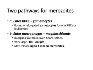 Leukocytozoon HaemoproteusHaemoproteus.pptx