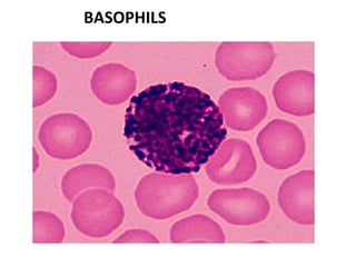 Leukopiesis and agranulositosis 2011 | PPT