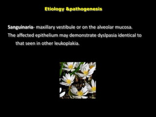 Sanguinaria- maxillary vestibule or on the alveolar mucosa.
The affected epithelium may demonstrate dyslpasia identical to
that seen in other leukoplakia.
Etiology &pathogenesis
 