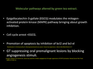 Molecular pathways altered by green tea extract.
• Epigallocatechin-3-gallate (EGCG) modulates the mitogen-
activated protein kinase (MAPK) pathway bringing about growth
inhibition.
• Cell cycle arrest =EGCG.
• Promotion of apoptosis by inhibition of bcl2 and bcl-xl
Ramshankar V, Krishnamurthy A. Chemopreventionof oral cancer: Green tea experience. J Nat Sc Biol Med 2014;5:3-7
• GT suppressing oral premalignant lesions by blocking
angiogenesis stimuli.
Leong H, Mathur PS, Greene GL. Green tea catechins inhibits angiogenesis through suppression of STAT3 activation. Breast Cancer Res Treat
2009;117:505-15.
 
