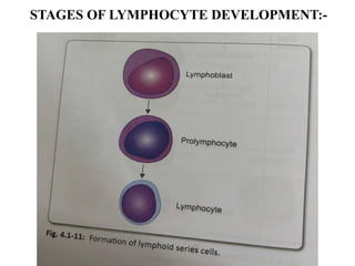 Lymphocyte Development Process LEUKOPOIESIS.pptxLeukopoiesis is the biological process of forming ...